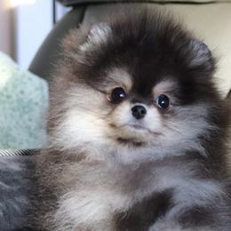 Pomeranians from VanityPom’s