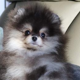 Pomeranians from VanityPom’s
