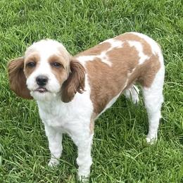 Gracie - Cavapoo