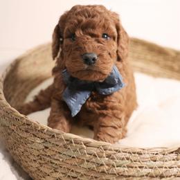 Sweet Boy 3250 Free Delivery - Red  male Goldendoodle puppy in Mayfield, Utah from Ruff Country Doodles