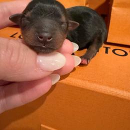 Chip - Black and tan male Yorkshire Terrier puppy in Illinois from Pretty Little Yorkies