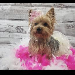 Yorkshire Terriers from Sandy's Yorkshire Terriers