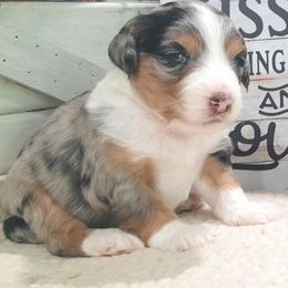 Cheyenne - Blue merle female Aussiedoodle puppy in Roanoke, Virginia from Miniature Angels Farm