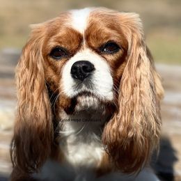 Moira - Cavalier King Charles Spaniel