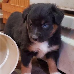 Storm - Black tri male Miniature Australian Shepherd puppy in Findlay, Ohio from RStar Aussies