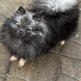 Pomeranian puppies from Purdy Pomeranian Pooches