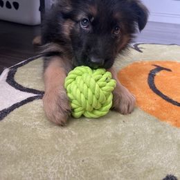 German Shepherd Puppies from Coffey Shepherds