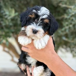 Male 3 - Tri-color male Bernedoodle puppy in Modesto, California from Central Valley Canine Companions