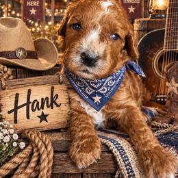 Hank - Red  male Goldendoodle puppy in Ozark, Missouri from Halo Doodles