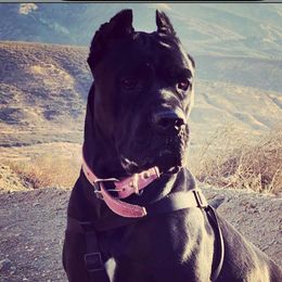 Khaleesi - Cane Corso