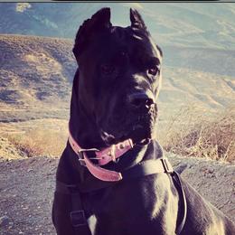 Khaleesi - Cane Corso