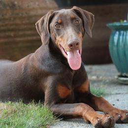 Maze - Doberman Pinscher