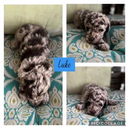 Assorted Doodle Crosses and Goldendoodle Puppies from Sweet Southern Doodles