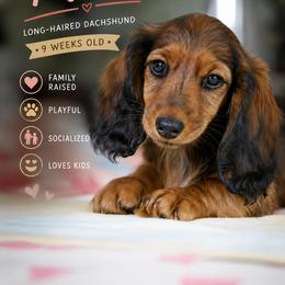 Dachshund Puppies from Olia's Dachshunds