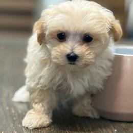 Donnelly - Apricot male Maltipoo puppy in Lebanon, Kentucky from Mosaic Merle Doodles