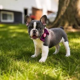 (Princess) Leia - female French Bulldog puppy in Bath, Michigan from Bailey Family Frenchies