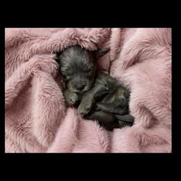 Journey - Merle female Cavapoo puppy in Battle Lake, Minnesota from Panda Puppies
