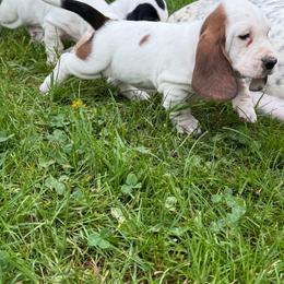 Female 3 - Mahogany and white female Basset Hound puppy in Manchester, Tennessee from Middle TN Leopard Catahoulas and Middle TN Bassett Hounds
