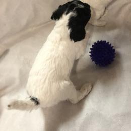 Cockapoo and Poodle Puppies from Eagleridge Mini Doodles