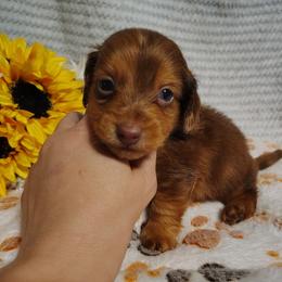 Kruger - Dapple male Dachshund puppy in Hudson, Michigan from Mittentail Kennel Miniature Dachshunds & Australian Shepherds