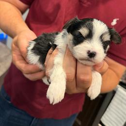 Blue Collar - Parti Boy - Black & tan tri-color male Morkie puppy in Athens, Alabama from McCormack Morkies