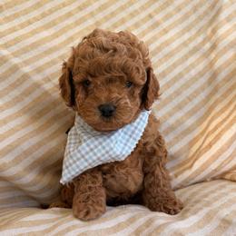Milo - Apricot male Assorted Doodle Crosses puppy in Yuba City, California from Lucky Day Doodles
