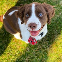 English Springer Spaniel Puppies from Hometown Springers