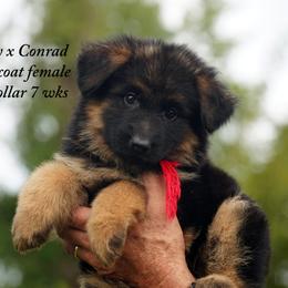 Red collar f Dolly and Conrad litter - Black and red female German Shepherd puppy in Chrisney, Indiana from Indiana German Shepherds