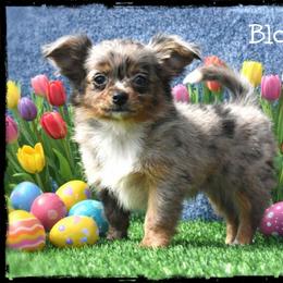 Bloom - Merle female Chihuahua puppy in Demorest, Georgia from Sourpatch Chihuahuas