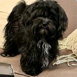 Holly - Havanese