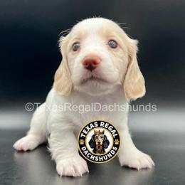 Scout - Cream male Dachshund puppy in Houston, Texas from Texas Regal Dachshunds LLC