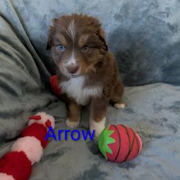 Arrow - Red tri-color male Australian Shepherd puppy in Parker, Colorado from Legacy Ranch Australian Shepherds