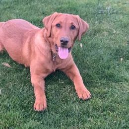 Labrador Retrievers from Kestrel hill labs