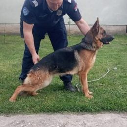 Fanta  - German Shepherd