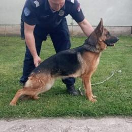 Fanta  - German Shepherd