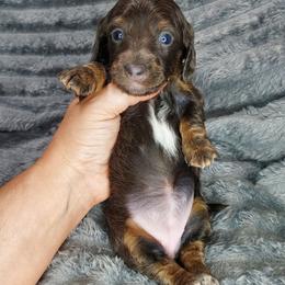 FIONA - BLUE and TAN - Gray (blue) and tan female Dachshund puppy in Swink, Oklahoma from Palali Farm