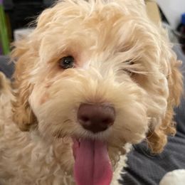 Polly - Australian Labradoodle