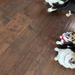 Pembroke Welsh Corgi Puppies from WSP Corgi's