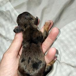 Little man - Dapple male Dachshund puppy in Ashland, Mississippi from Hope's pups