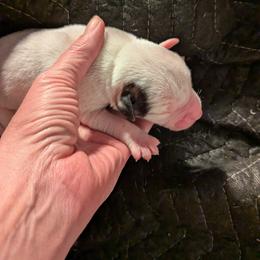 Girl 3 - White female American Bulldog puppy in La Porte, Indiana from Slayton's American Bulldogs