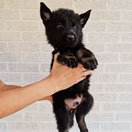 Gene Wilder - Bi-color male German Shepherd puppy in Winston Salem, North Carolina from Samtastic Shepherds