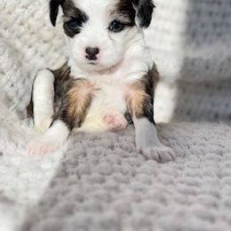 Chinese Crested Puppies from Royal Chinese Crested