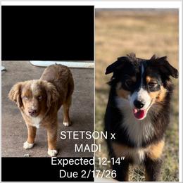Toy Australian Shepherd puppies from Maple Creek Run