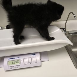 Tres - Black male Pomeranian puppy in Mays Landing, New Jersey from KB Pom Pups by Krystal