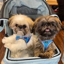 Shih Tzus from Cocktail Shih Tzu