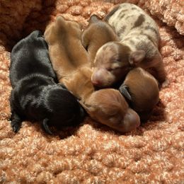 Dachshund Puppies from Miniature Alphas Dachshunds
