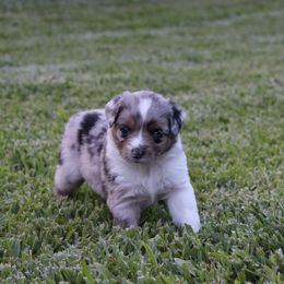 Miniature Australian Shepherd Puppies from Rolling Waves Mini Aussie