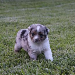 Miniature Australian Shepherd Puppies from Rolling Waves Mini Aussie