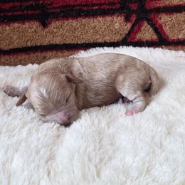 Lucy - Apricot female Cavapoo puppy in Casa Grande, Arizona from Curls and Camo Pups