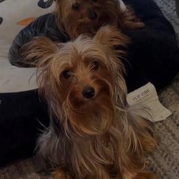 Yorkshire Terriers from Maxx & Milan